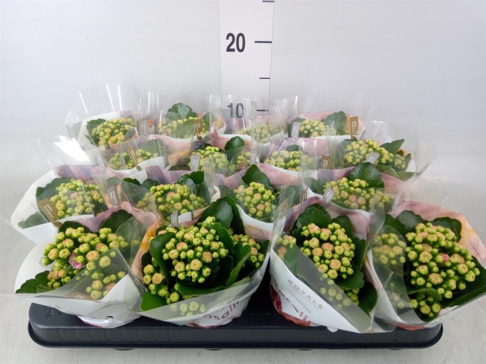 <h4>Kalanchoe blos. 'RosDon Alano'</h4>