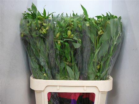 <h4>Alstr Himalaya</h4>