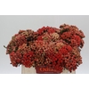 Kaaps Groen Red Brunia Medium