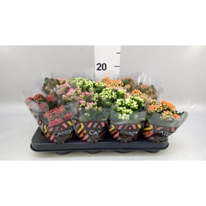 Kalanchoe blos.   ..rosebud mix  5