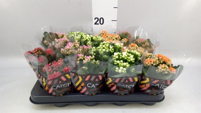 <h4>Kalanchoe blos.   ..rosebud mix  5</h4>