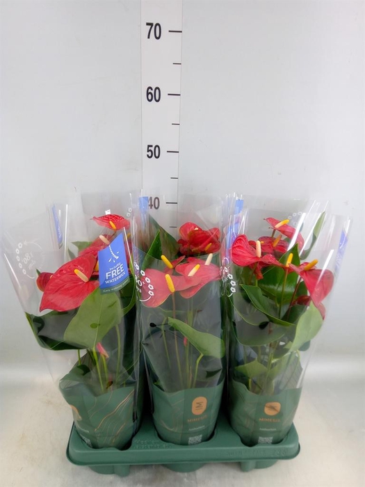 <h4>Anthurium andr. 'Karma Red'</h4>