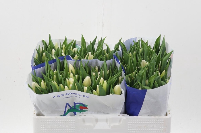 <h4>Tu En White Prince</h4>