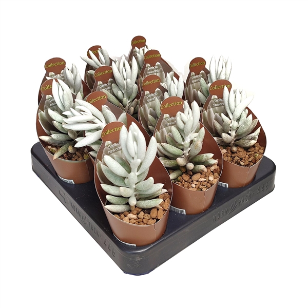 <h4>SENECIO HAWORTHII - POT Ø 6,5 - COLLECTION WITH POTCOVER (SUCCULENTEN)</h4>