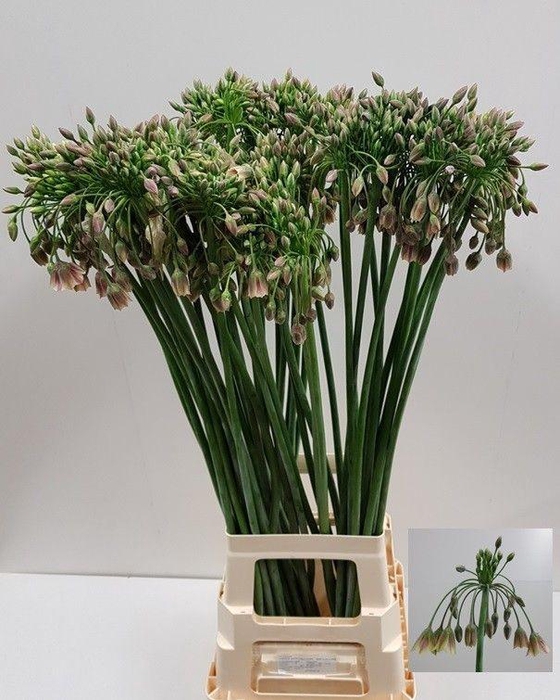 <h4>NECT SICULUM BULGAR</h4>