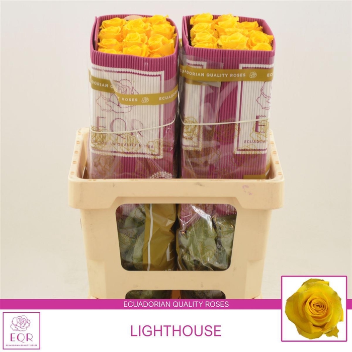 <h4>Rosa gr Lighthouse</h4>