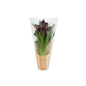 Zantedeschia Odessa Calla zwart in bedrukte hoes