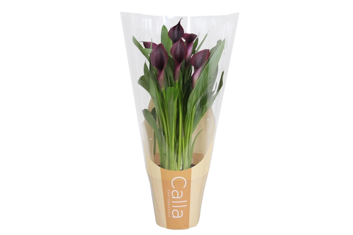 <h4>Zantedeschia Odessa Calla zwart in bedrukte hoes</h4>