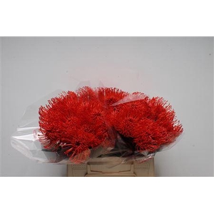 Leuco Klbh Red