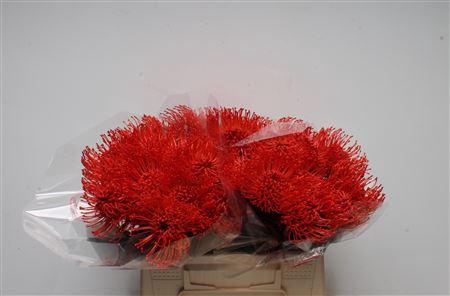 <h4>Leuco Klbh Red</h4>