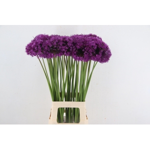 ALLIUM PURPLE SENS