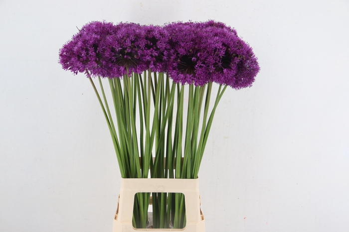 <h4>ALLIUM PURPLE SENS</h4>
