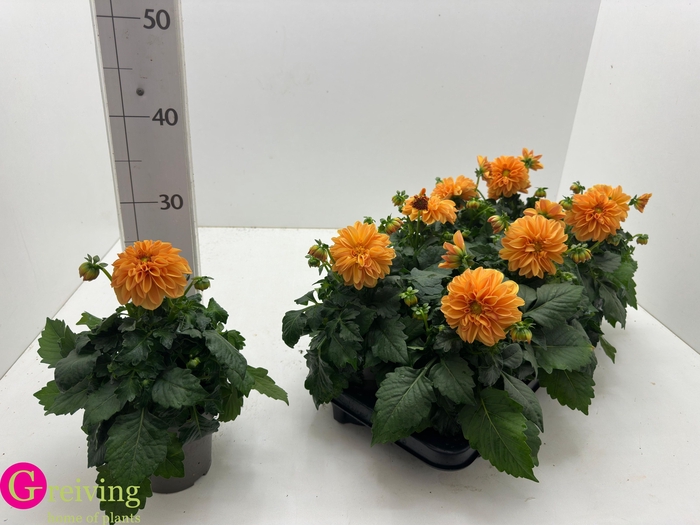<h4>DAHLIA ROYAL D LINDA</h4>