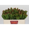 Leucadendron Laurel Yellow