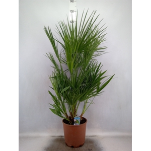 Chamaerops humilis