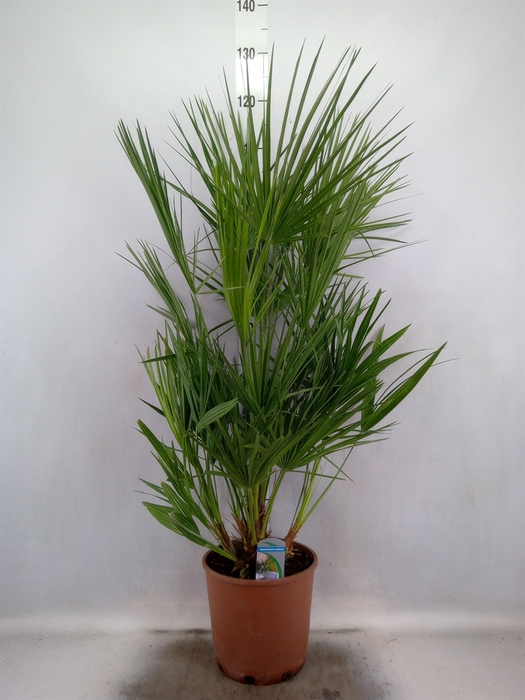 Chamaerops humilis