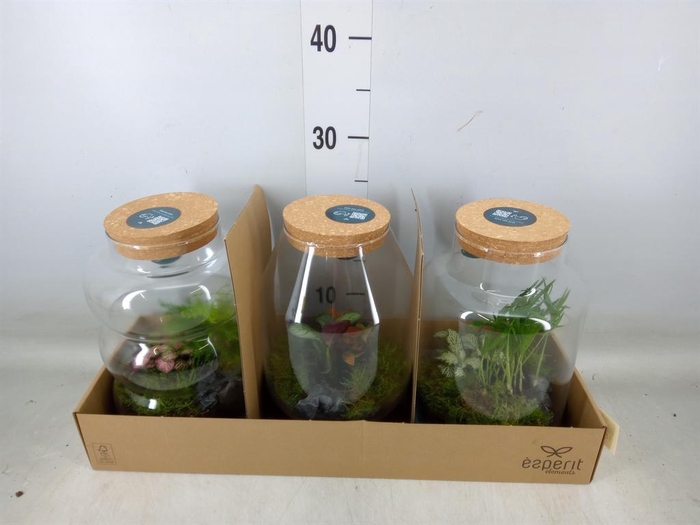 <h4>Arr.    Planten  H%</h4>