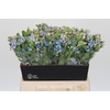 Oxypetalum Tweedia Blue