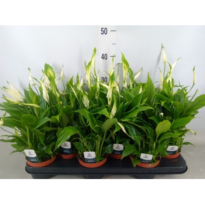 Spathiphyllum  'Chopin'
