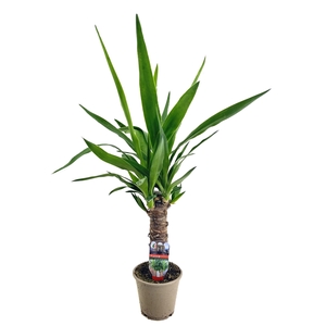 Yucca elephantipes 25cm
