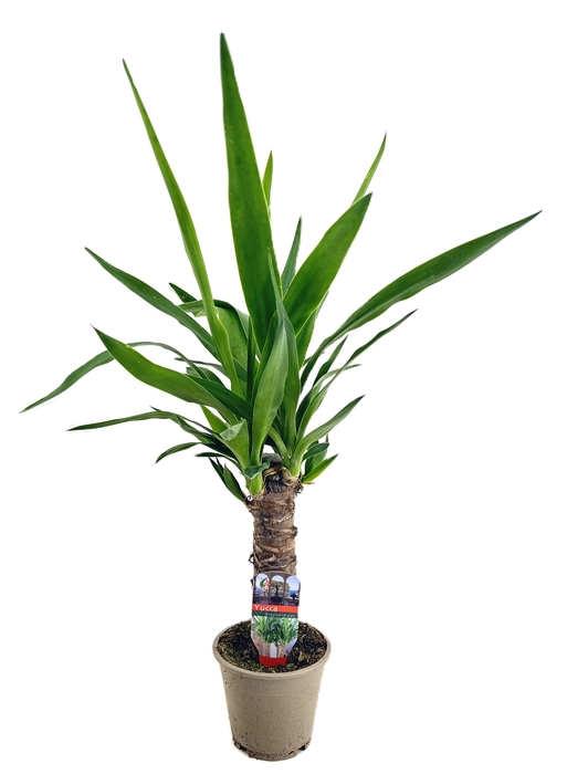 <h4>Yucca elephantipes 25cm</h4>