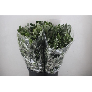 Pittosp Ralphi Leaves 200gr P Bunch