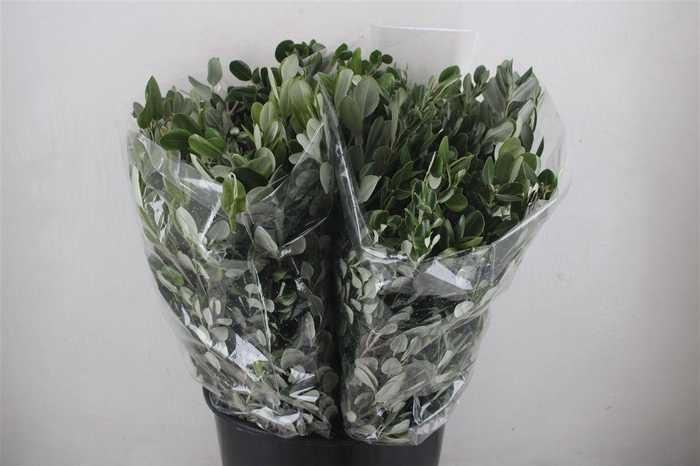 <h4>Pittosp Ralphi Leaves 200gr P Bunch</h4>