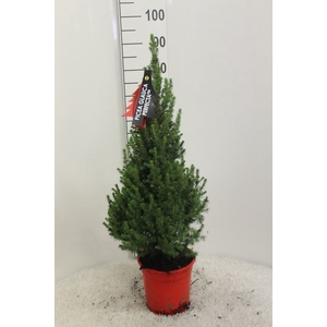 Picea glauca 'Perfecta'