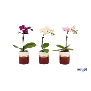 Dolomite Horizon Bordeaux Tiny Dolls Mix 1T7+ Aqu@