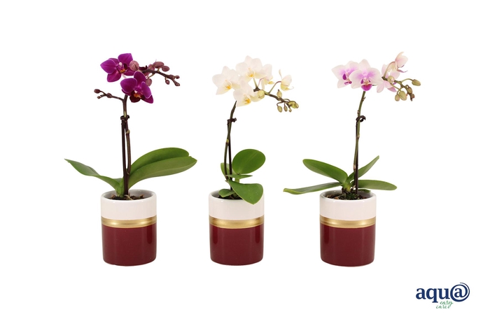 <h4>Dolomite Horizon Bordeaux Tiny Dolls Mix 1T7+ Aqu@</h4>