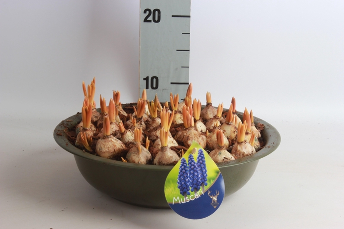 <h4>ARR MUSCARI</h4>