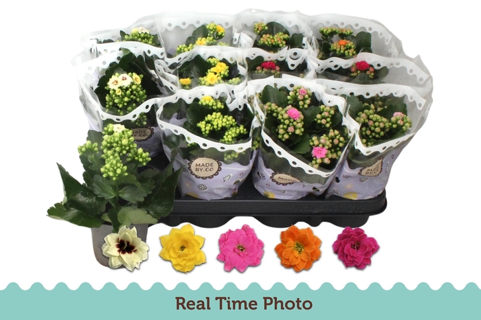 <h4>KAL GE GEM 5 KL</h4>