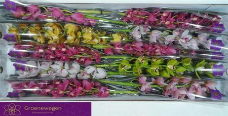 <h4>Cymb Mi Gem</h4>