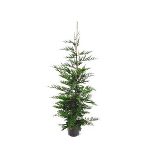 Cupressocyparis leylandii (zonder etiket)