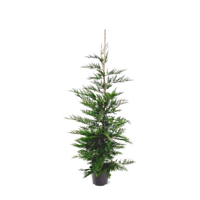 <h4>Cupressocyparis leylandii (zonder etiket)</h4>