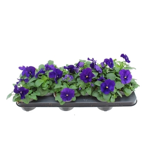 Viola F1 Deep Blue