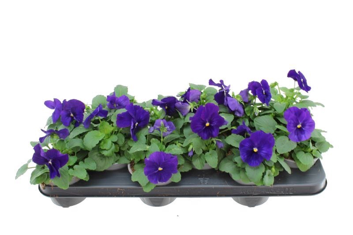 <h4>Viola F1 Deep Blue</h4>