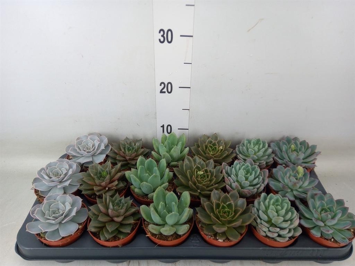 <h4>Echeveria   ...mix</h4>