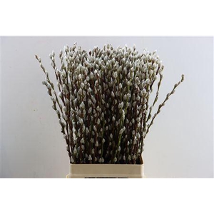 Salix Wilgenkatjes 70cm P Stem