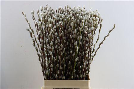<h4>Salix Wilgenkatjes 70cm P Stem</h4>