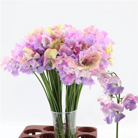<h4>LATHYR PEARLESC PINK</h4>