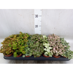 Fittonia   ...mix 7