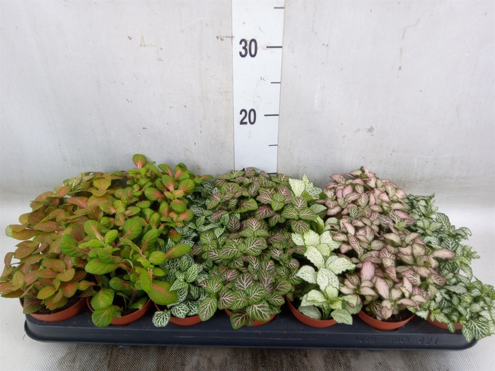 <h4>Fittonia   ...mix 7</h4>