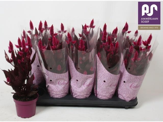 <h4>CEL MYSTIC SHADES</h4>