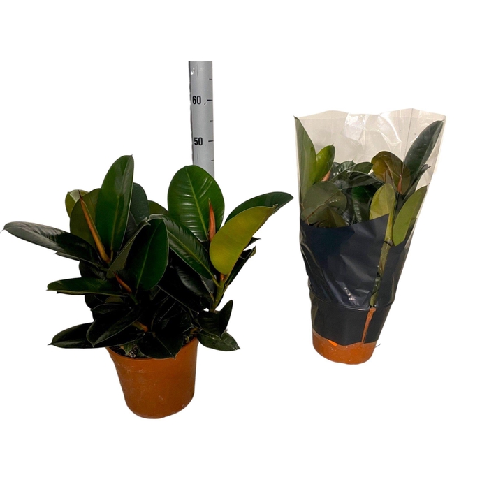 <h4>FIC EL ROBUSTA</h4>