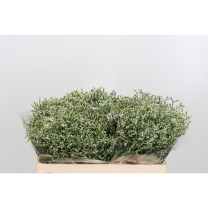 Lim Sin Clear Diamon