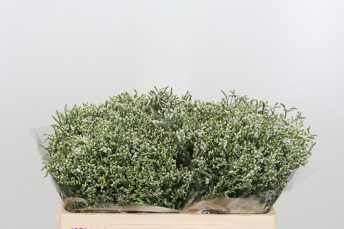 <h4>Lim Sin Clear Diamon</h4>