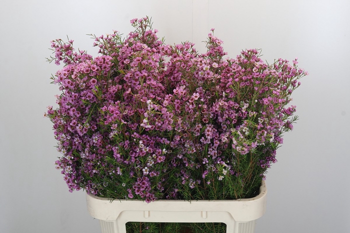 <h4>Chamelaucium Kerryn</h4>