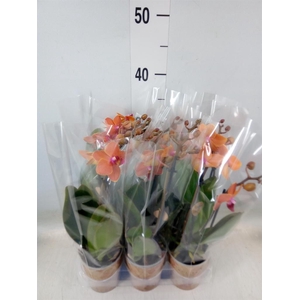 Phalaenopsis multi. 'Ant Bolzano'