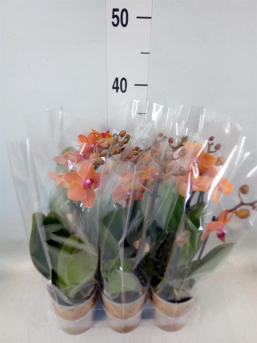 <h4>Phalaenopsis multi. 'Ant Bolzano'</h4>